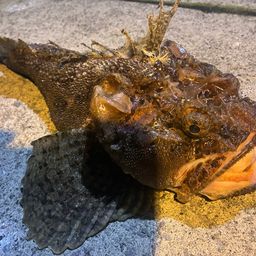 トウベツカジカ