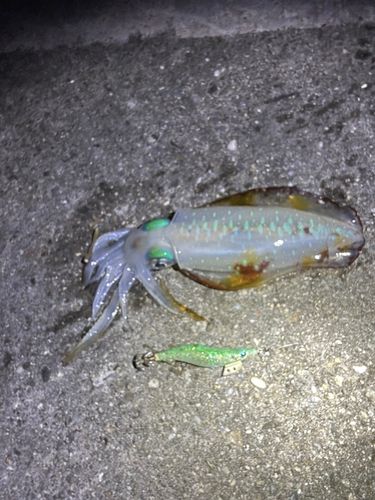 アオリイカの釣果