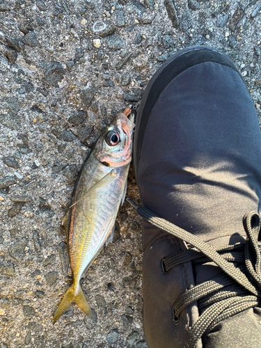 大阪海上釣り堀サザン