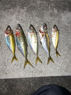 アジの釣果
