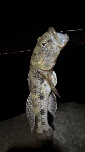 ウロハゼの釣果