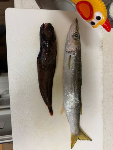 カマスの釣果