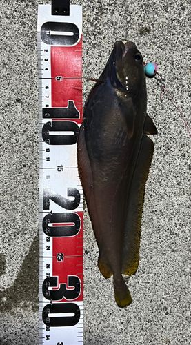 エゾイソアイナメの釣果