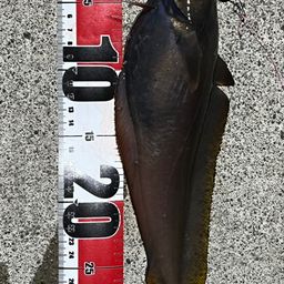 エゾイソアイナメ