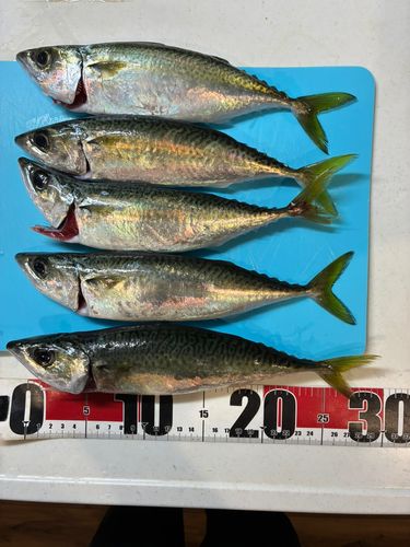 大黒海づり施設