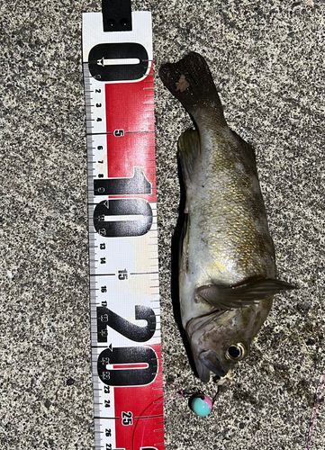 エゾメバルの釣果