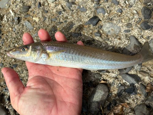 シロギスの釣果