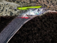 タチウオの釣果