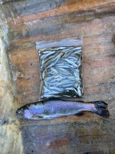 ワカサギの釣果