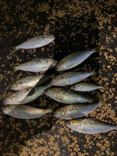 コノシロの釣果