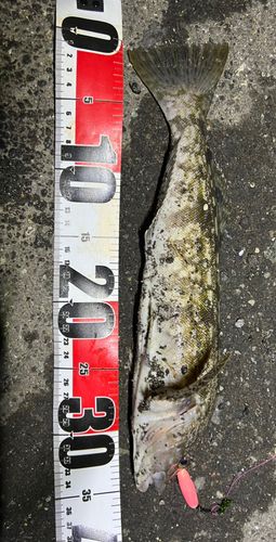 アイナメの釣果