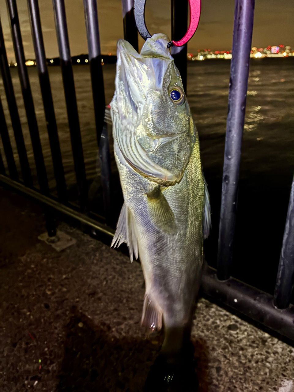 セイゴ（マルスズキ）