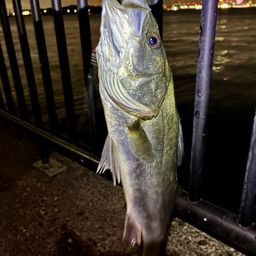 セイゴ（マルスズキ）