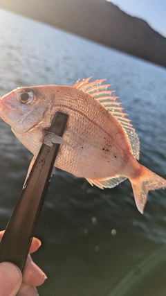 チャリコの釣果