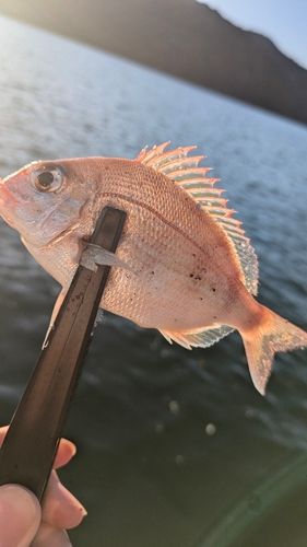 チャリコの釣果