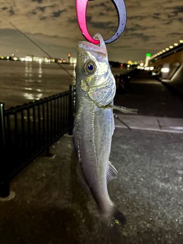 セイゴ（マルスズキ）の釣果