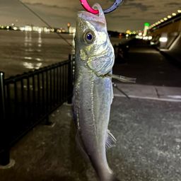 セイゴ（マルスズキ）