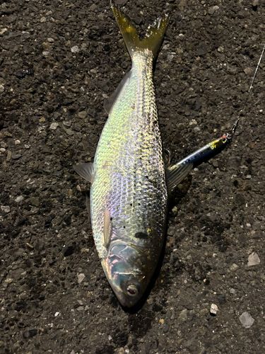 コノシロの釣果