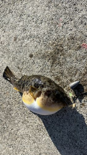 フグの釣果