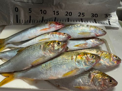 コノシロの釣果