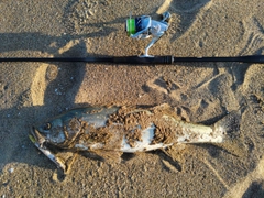 セイゴ（マルスズキ）の釣果