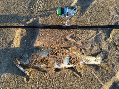 セイゴ（マルスズキ）の釣果