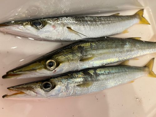 アカカマスの釣果