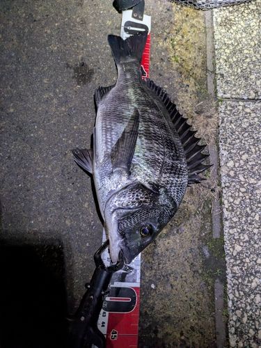 クロダイの釣果