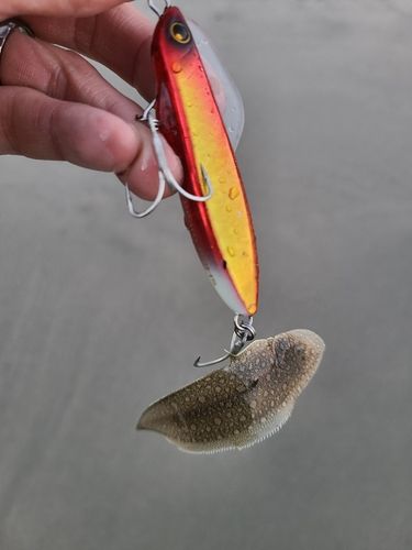 シタビラメの釣果