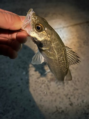 セイゴ（マルスズキ）の釣果