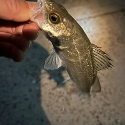 セイゴ（マルスズキ）