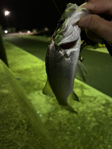 セイゴ（ヒラスズキ）の釣果