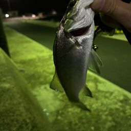 セイゴ（ヒラスズキ）