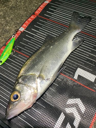 セイゴ（ヒラスズキ）の釣果