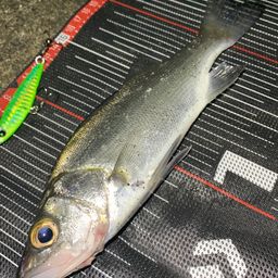 セイゴ（ヒラスズキ）