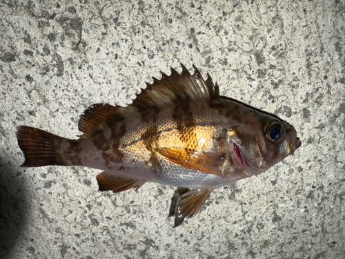 メバルの釣果
