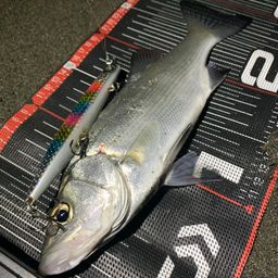 セイゴ（ヒラスズキ）