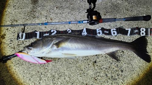 シーバスの釣果