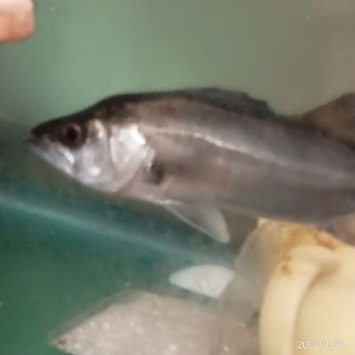 セイゴ（マルスズキ）の釣果