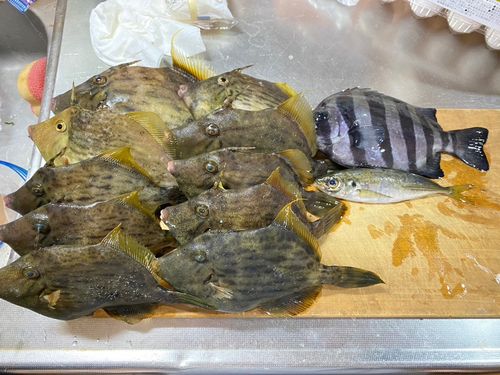 カワハギの釣果