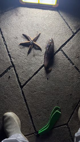 キラキラ公園（苫小牧西港）