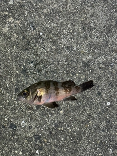 シロメバルの釣果