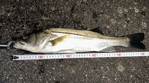 ハネ（マルスズキ）の釣果