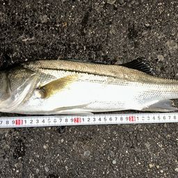 ハネ（マルスズキ）