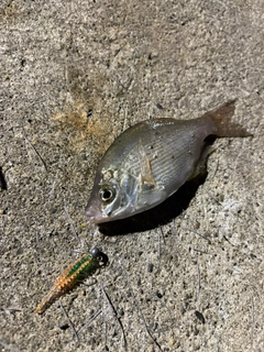 ウミタナゴの釣果