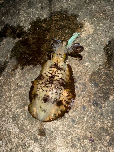 アオリイカの釣果