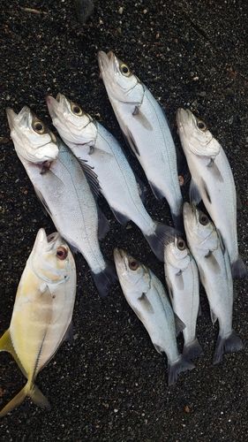 セイゴ（ヒラスズキ）の釣果