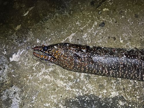 トラウツボの釣果