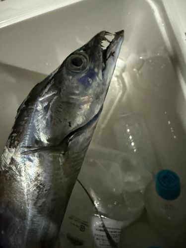 タチウオの釣果