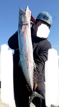 サワラの釣果